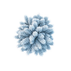 Aerial View of a Snow-Covered Coniferous Tree in Winter