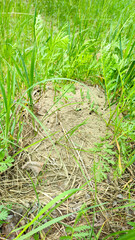 Anthill in green garden. Wood ant in an anthill/ Formica rufa