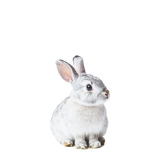 Obraz premium Cute rabbit sits on Transparent background showcasing its soft fur and adorable features in a peaceful setting, Cute Rabbit isolated on PNG background
