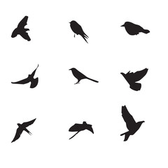 Flying Beautiful Birds Vector Set