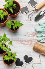 Gardener preparing seedlings and tools for spring planting on rustic table