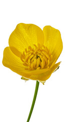 Isolated Yellow Flower Macro Photo Against a Transparent Background