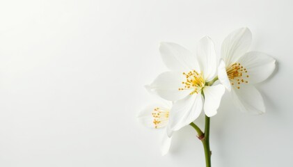 Obraz premium Delicate white blossoms on pure white backdrop, floral, light, minimal