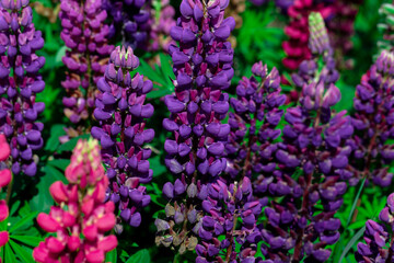 Obraz premium Close-Up of Vibrant Purple Lupine Flowers in a Green Garden Setting