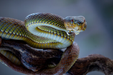 close-up Venomous Mangrove pit Viper