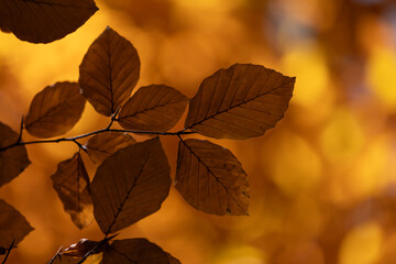 Close up of brown fall leaves against a blurred golden background