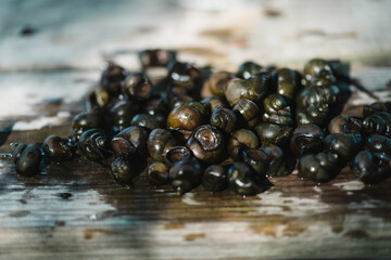 Cluster of Wet Snails Glimmering on Sunlit Weathered Wooden Surface