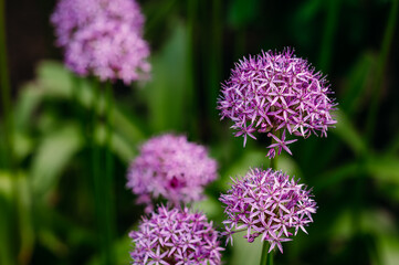 Purple allium flowers blooming against a green garden background