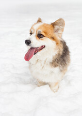 Portrait of a Welsh Corgi dog in the snow