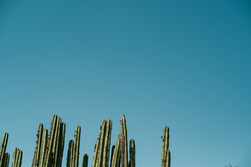 tops of tall cactuses and clear blue sky