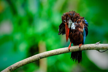 White-throated Kingfisher Halcyon smyrnensis  perching on branch