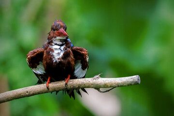 White-throated Kingfisher Halcyon smyrnensis  perching on branch