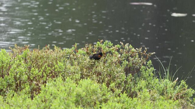 Red winged blackbird in brush by water