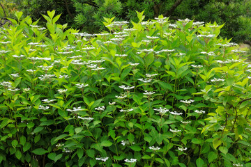 Obraz premium 紫陽花の開花 浜離宮あたり