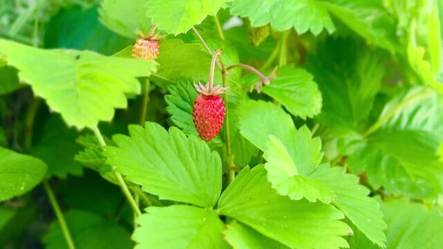 Wild Strawberries Growing Naturally in the Forest.