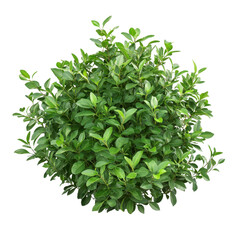Obraz premium Dense bush with lush green leaves thriving in natural light, Image a bush with beautiful leaves growing densely isolated on white background
