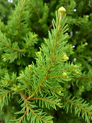 Fototapeta premium Thuja occidentalis close-up. Green thuja tree branches, background.