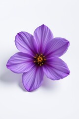 Obraz premium Purple Cosmos Flower on White Background