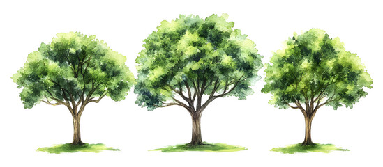 Fototapeta premium Watercolor illustration of three green trees with lush foliage isolated on transparent background