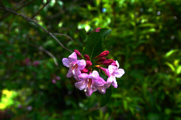 Flowers of beautiful pink weigela