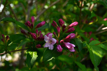 Flowers of beautiful pink weigela