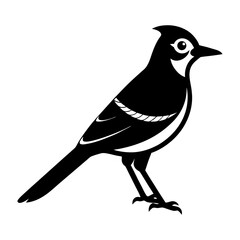 Illustration of a black and white bird standing on its two feet