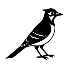 Illustration of a black and white bird with a crest on its head