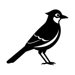 Illustration of a black bird with white markings in side profile