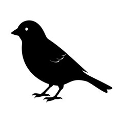 Silhouette of a small bird with detailed feathers and tiny legs