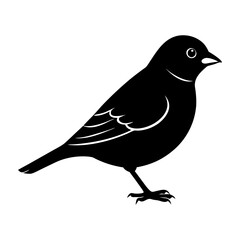 Silhouette of a small bird standing with detailed wing feathers shown