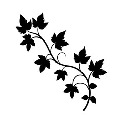 Silhouette of a climbing vine with leaves on a white background