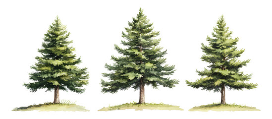 Obraz premium Watercolor illustration of three pine trees with green foliage isolated on transparent background