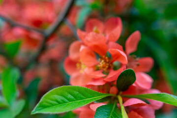 Blooming coral flowers with green leaves in a garden setting