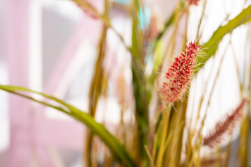 Beautiful indoor plant showcasing vibrant colors in modern decor