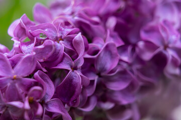 Fototapeta premium Purple lilac blooms in a garden during springtime