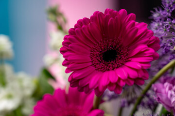 Fototapeta premium Bright pink gerbera daisy blooms in a vibrant floral arrangement