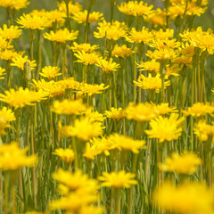 A clearing of bright yellow flowers in a green meadow