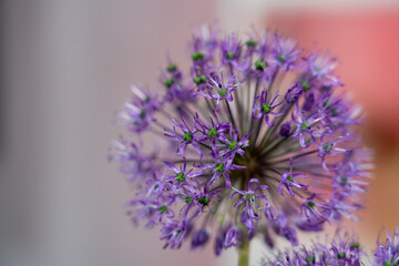 Purple allium flower blooming in a garden during springtime