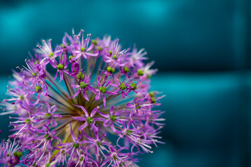 Purple flower in focus against a teal background