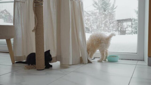 British shorthair kitten lounges on tiled floor near snowy patio door while collie puppy tugs curtain in cozy kitchen, warm morning light illuminating playful pet interaction beside potted plant