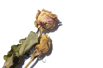 Rose is a dried flower.