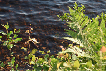 Das Ufer des Illeråsasjön See in Småland durch Farne und Blätter hindurch
