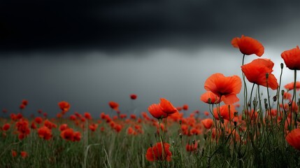 Obraz premium Vibrant poppies blooming in a field before an approaching storm on a cloudy day