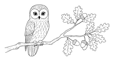 owl on oak branch with acorns