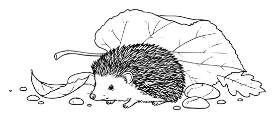 hedgehog hiding under leaf sketch © Aisha Kudorova