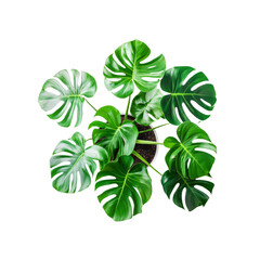 Aerial View of a Lush Monstera Deliciosa Plant in a Pot