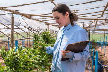 Female cannabis researcher checking marijuana plant in rural greenhouse