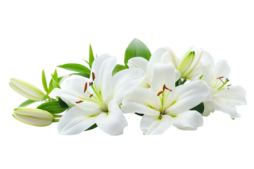 Elegant White Lilies Bouquet Photography Floral Beauty Freshness Purity Celebration Symbolism on transparent background