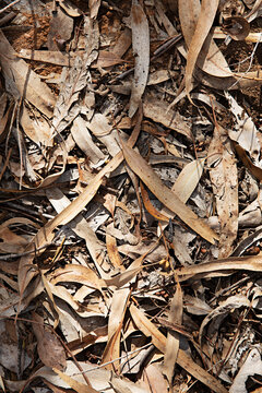 close up of dried leaves background