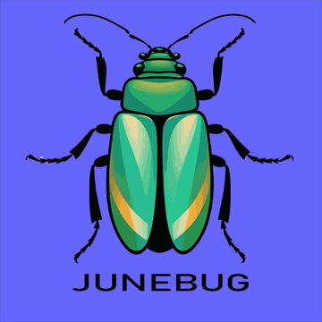 Junebug icon vector illustration